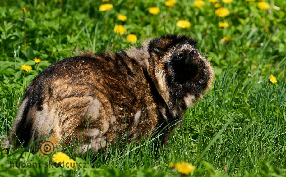 Psík mývalovítý Nyctereutes procyonoides Racoon